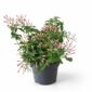 Jasminum polyanthum