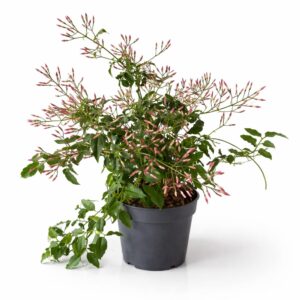Jasminum polyanthum