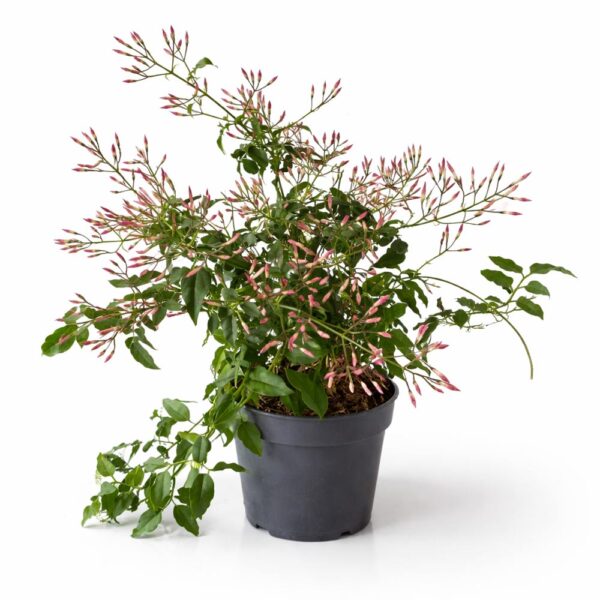 Jasminum polyanthum
