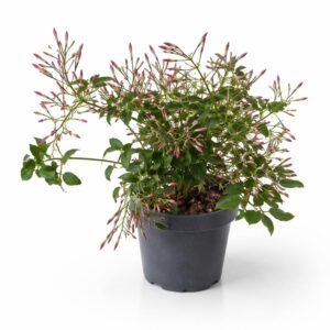 Jasminum polyanthum