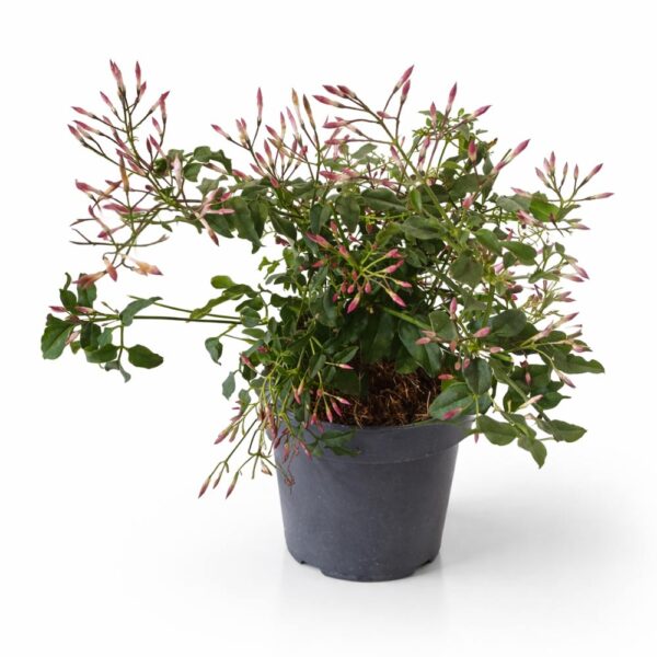 Jasminum polyanthum