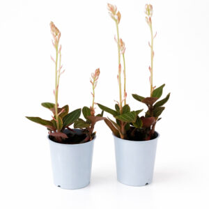 Ludisia Discolor
