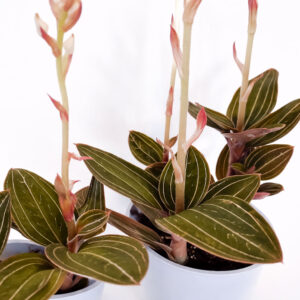 Ludisia Discolor