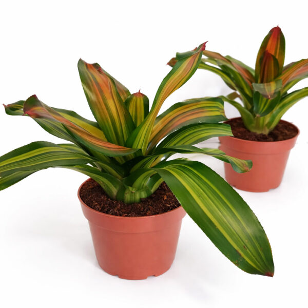Neoregelia-Freddie Neoregelia-Freddie