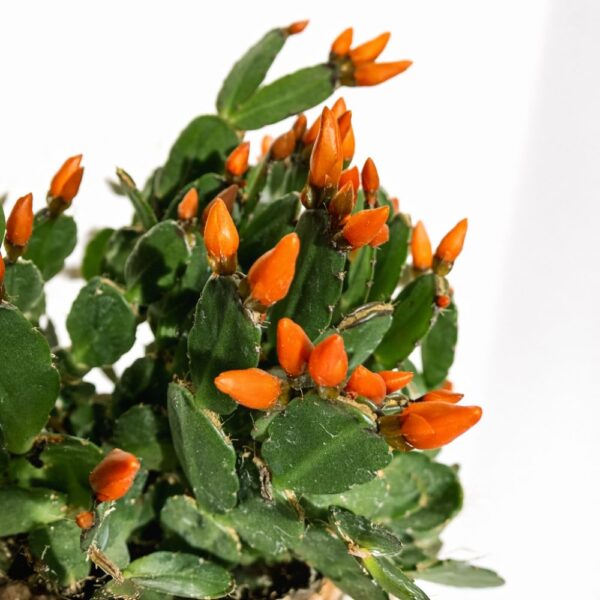 Rhipsalidopsis ciemny ORANGE Rhipsalidopsis ciemny ORANGE
