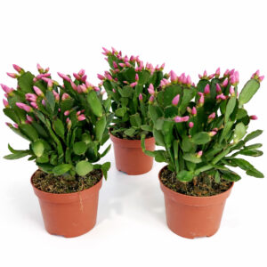 Rhipsalidopsis pink-kaktus wielkanocny