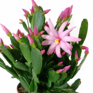 Rhipsalidopsis pink-kaktus wielkanocny
