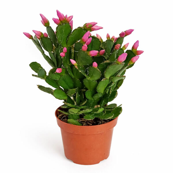 Rhipsalidopsis pink-kaktus wielkanocny