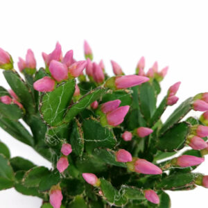Rhipsalidopsis pink-kaktus wielkanocny