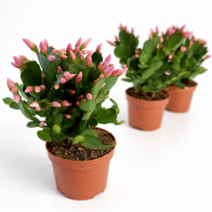 Rhipsalidopsis pink-kaktus wielkanocny