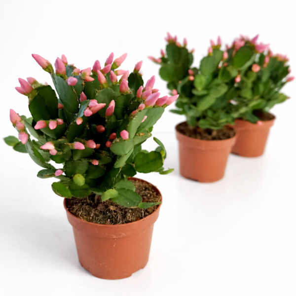 Rhipsalidopsis pink-kaktus wielkanocny