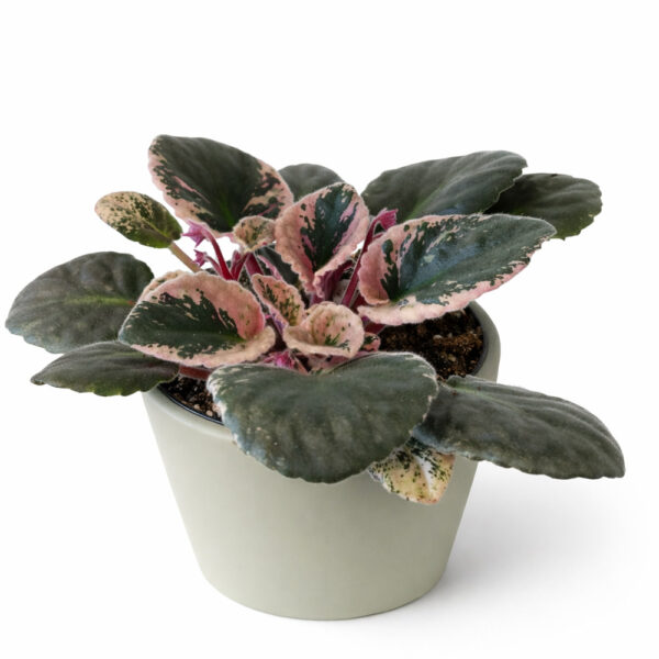 Saintpaulia-Fiołek-afrykański-variegata Saintpaulia-Fiołek-afrykański-variegata