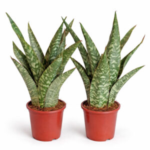 Sansevieria-Aubrytiana-Dragon