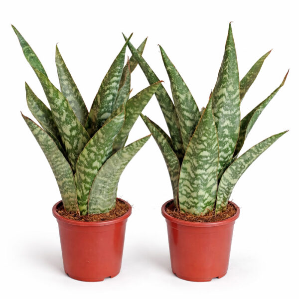 Sansevieria-Aubrytiana-Dragon