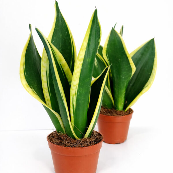 Sansevieria-Black-Gold