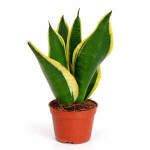 Sansevieria Black Gold Ø9cm - obrazek 3