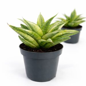 Sansevieria Gabriella Crown