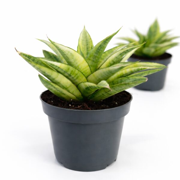 Sansevieria Gabriella Crown