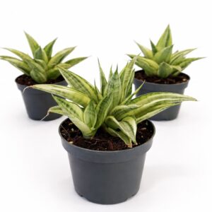 Sansevieria Gabriella Crown