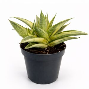 Sansevieria Gabriella Crown