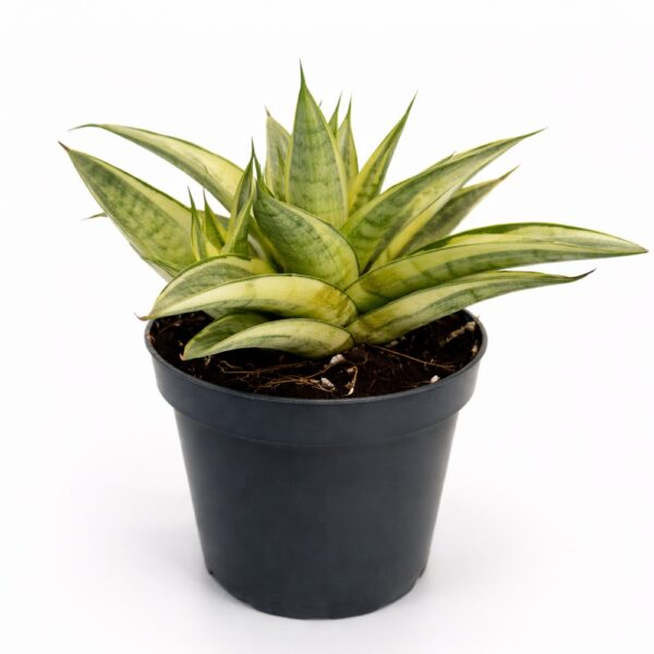 Sansevieria Gabriella Crown
