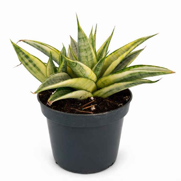 Sansevieria Gabriella Crown5 Sansevieria Gabriella Crown