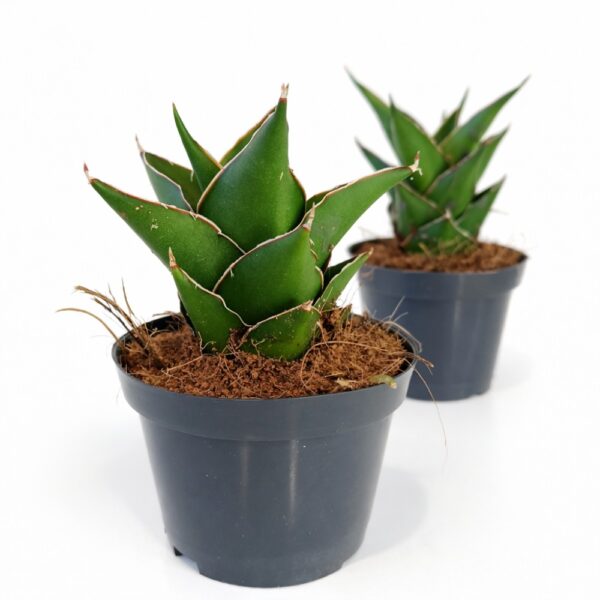 Sansevieria Temple Crown Sansevieria Temple Crown