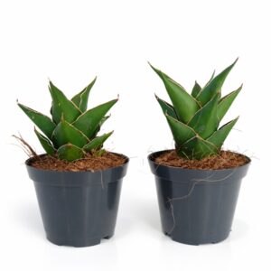 Sansevieria Temple Crown