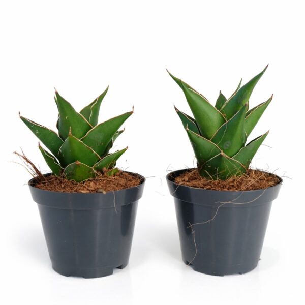 Sansevieria Temple Crown