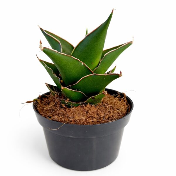 Sansevieria Temple Crown