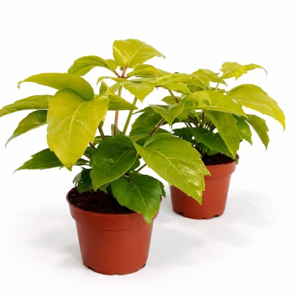 Schefflera actinophylla Golden Schefflera actinophylla Golden