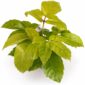 Schefflera actinophylla Golden
