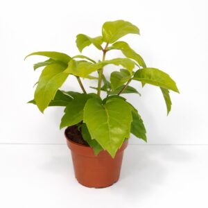 Schefflera actinophylla Golden