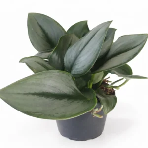 Scindapsus Moonlight
