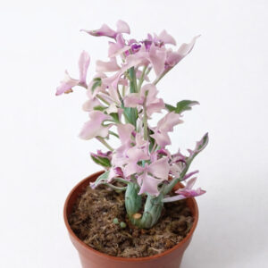 Senecio Articulatus variegata