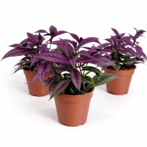 Strobilanthes dyeriana Persian Shield