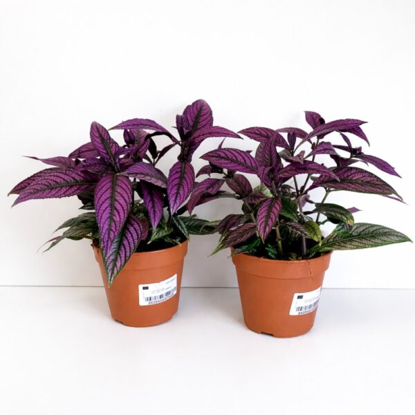 Strobilanthes dyeriana Persian Shield