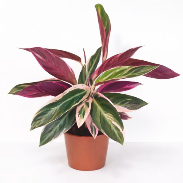 Stromanthe sanguinea Triostar Stromanthe sanguinea Triostar