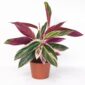 Stromanthe sanguinea Triostar