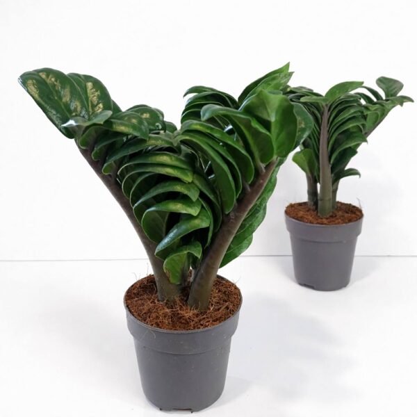 Zamioculcas-Zenzi Zamioculcas-Zenzi