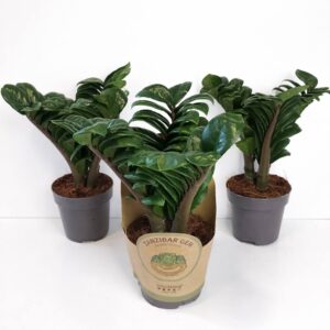Zamioculcas-Zenzi