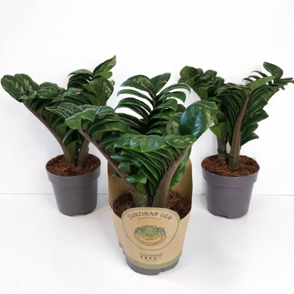 Zamioculcas-Zenzi