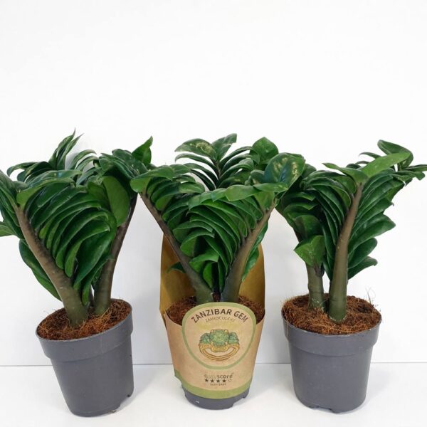 Zamioculcas-Zenzi