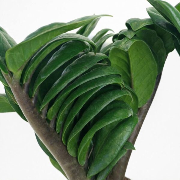 Zamioculcas-Zenzi