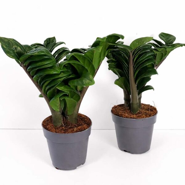 Zamioculcas-Zenzi