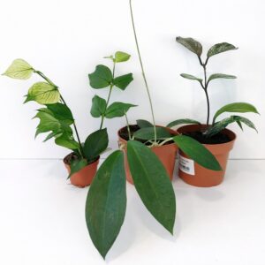 Zestaw Hoya Starter