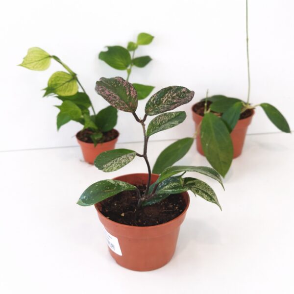 Zestaw Hoya Starter