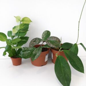Zestaw Hoya Starter