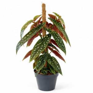 begonia-maculata