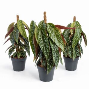 begonia-maculata